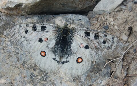 Papilionidae-Parnassiinae-Parnassius apollo-Colmars-les-Alpes, DSC_0924