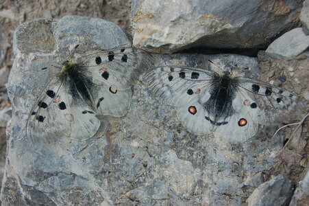 Papilionidae-Parnassiinae-Parnassius apollo-Colmars-les-Alpes, DSC_0926