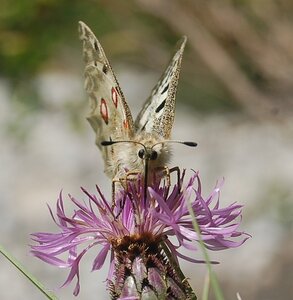 Papilionidae-Parnassiinae-Parnassius apollo-Colmars-les-Alpes, DSC_0714-2