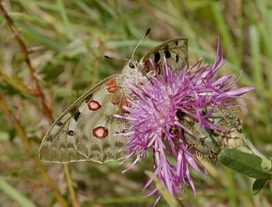 Papilionidae-Parnassiinae-Parnassius apollo-Colmars-les-Alpes, DSC_0718-2