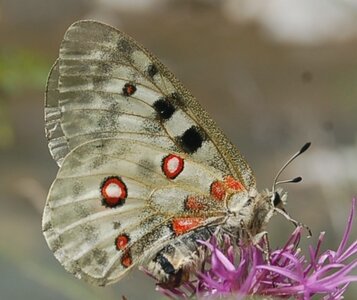 Papilionidae-Parnassiinae-Parnassius apollo-Colmars-les-Alpes, DSC_0723-2
