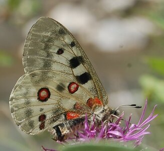Papilionidae-Parnassiinae-Parnassius apollo-Colmars-les-Alpes, DSC_0725-2