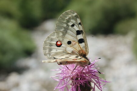 Papilionidae-Parnassiinae-Parnassius apollo-Colmars-les-Alpes, DSC_0748-2