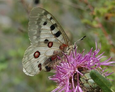 Papilionidae-Parnassiinae-Parnassius apollo-Colmars-les-Alpes, DSC_0753-2