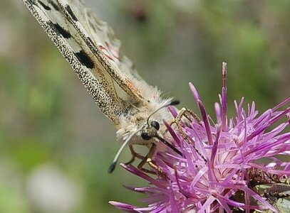 Papilionidae-Parnassiinae-Parnassius apollo-Colmars-les-Alpes, DSC_0776-2