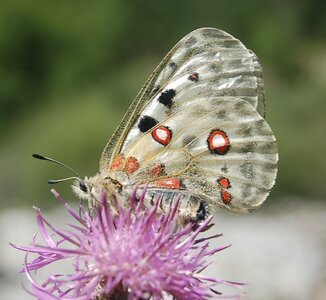 Papilionidae-Parnassiinae-Parnassius apollo-Colmars-les-Alpes, DSC_0785-2