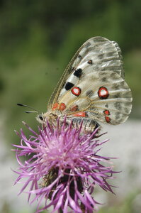 Papilionidae-Parnassiinae-Parnassius apollo-Colmars-les-Alpes, DSC_0795-2