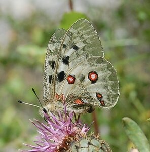 Papilionidae-Parnassiinae-Parnassius apollo-Colmars-les-Alpes, DSC_0809-2
