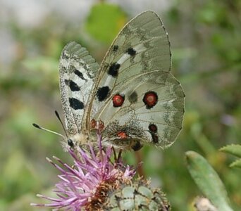 Papilionidae-Parnassiinae-Parnassius apollo-Colmars-les-Alpes, DSC_0811-2