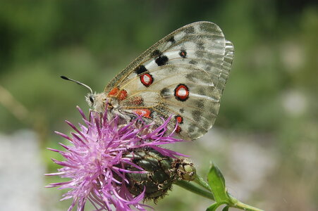 Papilionidae-Parnassiinae-Parnassius apollo-Colmars-les-Alpes, DSC_0813-2