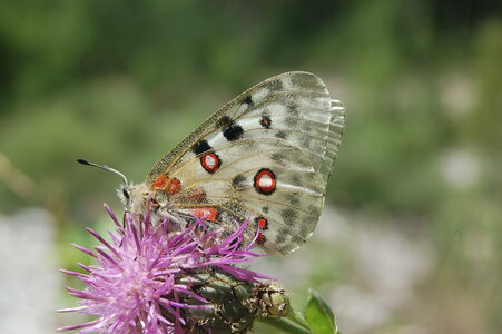 Papilionidae-Parnassiinae-Parnassius apollo-Colmars-les-Alpes, DSC_0815-2