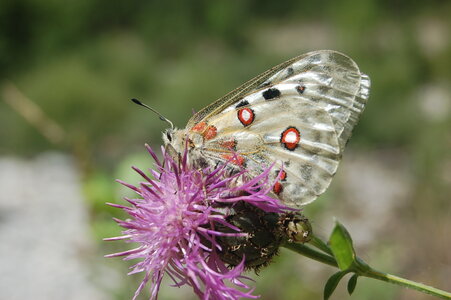 Papilionidae-Parnassiinae-Parnassius apollo-Colmars-les-Alpes, DSC_0825-2