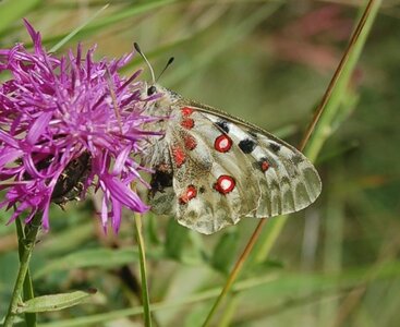 Papilionidae-Parnassiinae-Parnassius apollo-Colmars-les-Alpes, DSC_0845-2
