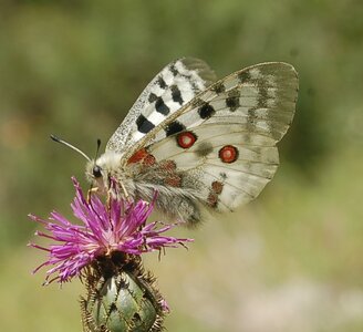 Papilionidae-Parnassiinae-Parnassius apollo-Colmars-les-Alpes, DSC_0862-2