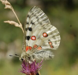 Papilionidae-Parnassiinae-Parnassius apollo-Colmars-les-Alpes, DSC_0869-2