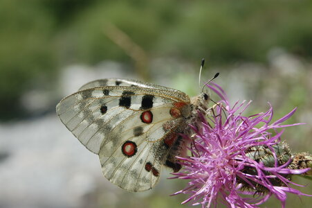 Papilionidae-Parnassiinae-Parnassius apollo-Colmars-les-Alpes, DSC_0873-2