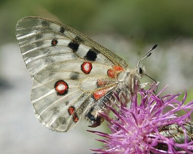 Papilionidae-Parnassiinae-Parnassius apollo-Colmars-les-Alpes, DSC_0874-2