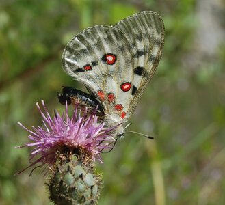 Papilionidae-Parnassiinae-Parnassius apollo-Colmars-les-Alpes, DSC_0877-2
