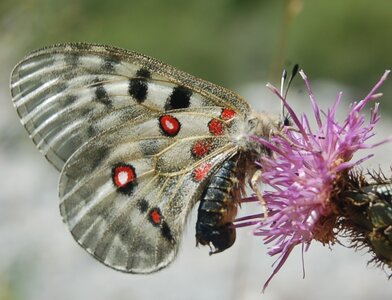 Papilionidae-Parnassiinae-Parnassius apollo-Colmars-les-Alpes, DSC_0881-2