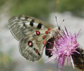 Papilionidae-Parnassiinae-Parnassius apollo-Colmars-les-Alpes, DSC_0884-1