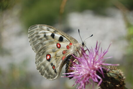 Papilionidae-Parnassiinae-Parnassius apollo-Colmars-les-Alpes, DSC_0888-2