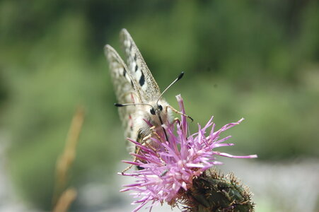 Papilionidae-Parnassiinae-Parnassius apollo-Colmars-les-Alpes, DSC_0894-2