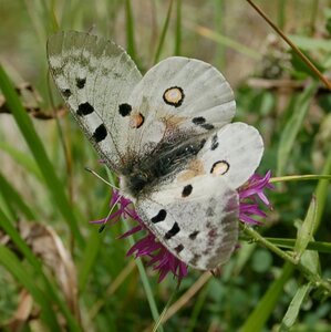 Papilionidae-Parnassiinae-Parnassius apollo-Colmars-les-Alpes, DSC_0922-2