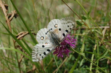 Papilionidae-Parnassiinae-Parnassius apollo-Colmars-les-Alpes, DSC_0926-2