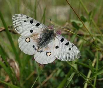 Papilionidae-Parnassiinae-Parnassius apollo-Colmars-les-Alpes, DSC_0932-1