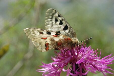 Papilionidae-Parnassiinae-Parnassius apollo-Colmars-les-Alpes, DSC_0359-1