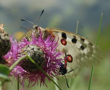 Papilionidae-Parnassiinae-Parnassius apollo-Colmars-les-Alpes, DSC_0372-1