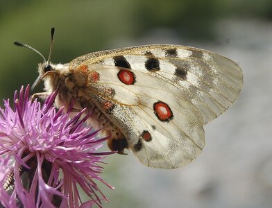 Papilionidae-Parnassiinae-Parnassius apollo-Colmars-les-Alpes, DSC_0385-1