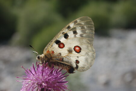 Papilionidae-Parnassiinae-Parnassius apollo-Colmars-les-Alpes, DSC_0388-1