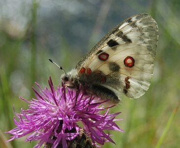 Papilionidae-Parnassiinae-Parnassius apollo-Colmars-les-Alpes, DSC_1014-1