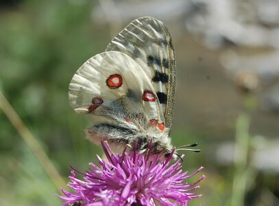 Papilionidae-Parnassiinae-Parnassius apollo-Colmars-les-Alpes, DSC_0002-1