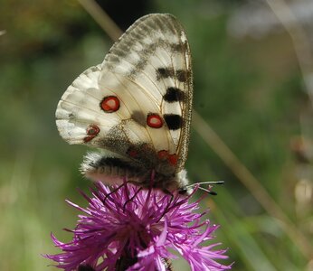 Papilionidae-Parnassiinae-Parnassius apollo-Colmars-les-Alpes, DSC_0005-1