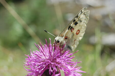 Papilionidae-Parnassiinae-Parnassius apollo-Colmars-les-Alpes, DSC_0012-1