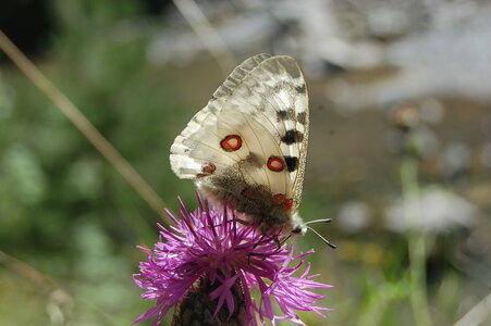 Papilionidae-Parnassiinae-Parnassius apollo-Colmars-les-Alpes, DSC_0015-1