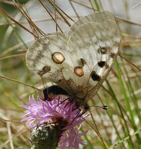 Papilionidae-Parnassiinae-Parnassius apollo-Colmars-les-Alpes, DSC_0459