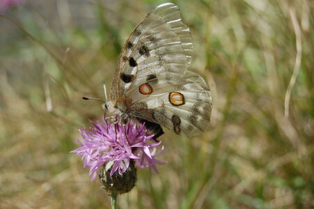 Papilionidae-Parnassiinae-Parnassius apollo-Colmars-les-Alpes, DSC_0464
