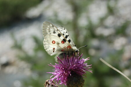 Papilionidae-Parnassiinae-Parnassius apollo-Colmars-les-Alpes, DSC_0512