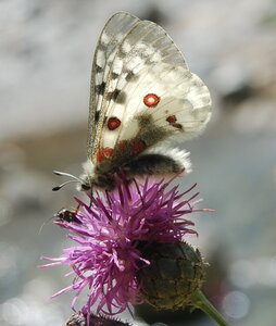 Papilionidae-Parnassiinae-Parnassius apollo-Colmars-les-Alpes, DSC_0517