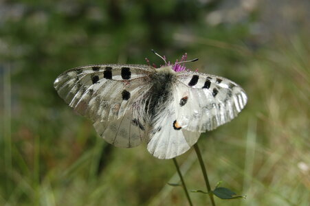 Papilionidae-Parnassiinae-Parnassius apollo-Colmars-les-Alpes, DSC_0529
