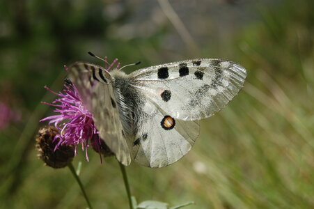 Papilionidae-Parnassiinae-Parnassius apollo-Colmars-les-Alpes, DSC_0531