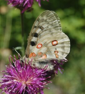 Papilionidae-Parnassiinae-Parnassius apollo-Colmars-les-Alpes, DSC_0195a