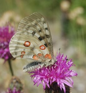 Papilionidae-Parnassiinae-Parnassius apollo-Colmars-les-Alpes, DSC_0206a