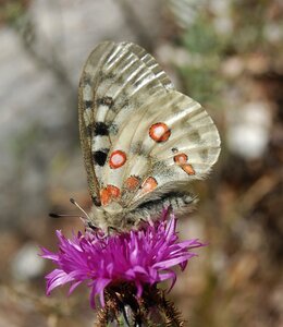 Papilionidae-Parnassiinae-Parnassius apollo-Colmars-les-Alpes, DSC_0209a