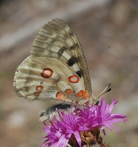 Papilionidae-Parnassiinae-Parnassius apollo-Colmars-les-Alpes, DSC_0217a