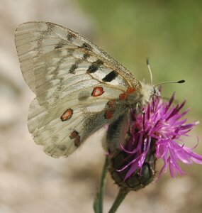 Papilionidae-Parnassiinae-Parnassius apollo-Colmars-les-Alpes, DSC_0441a