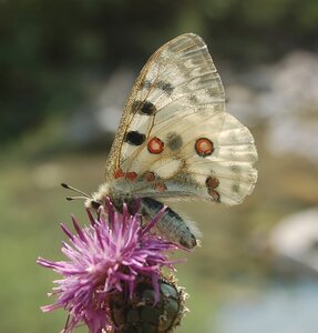 Papilionidae-Parnassiinae-Parnassius apollo-Colmars-les-Alpes, DSC_0445a